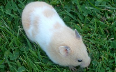 Hamsters de race – Pistache, 6 mois