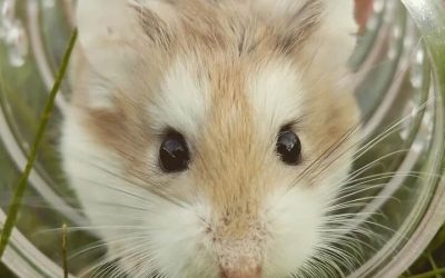 Hamster à l’adoption – Miel, 5 mois