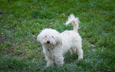 Chiens à l’adoption – Fripon, 1 an