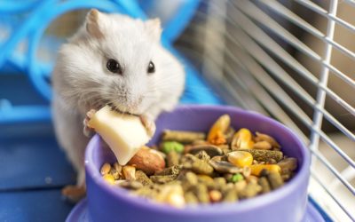 Hamster à l’adoption – Pompom, 4 mois