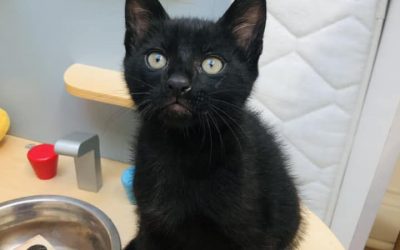 Chatons – Luna, 3 mois