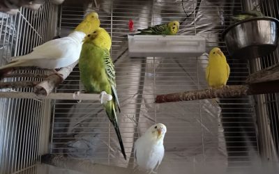 Annonce d’Adoption : Duo de Perruches Ondulées