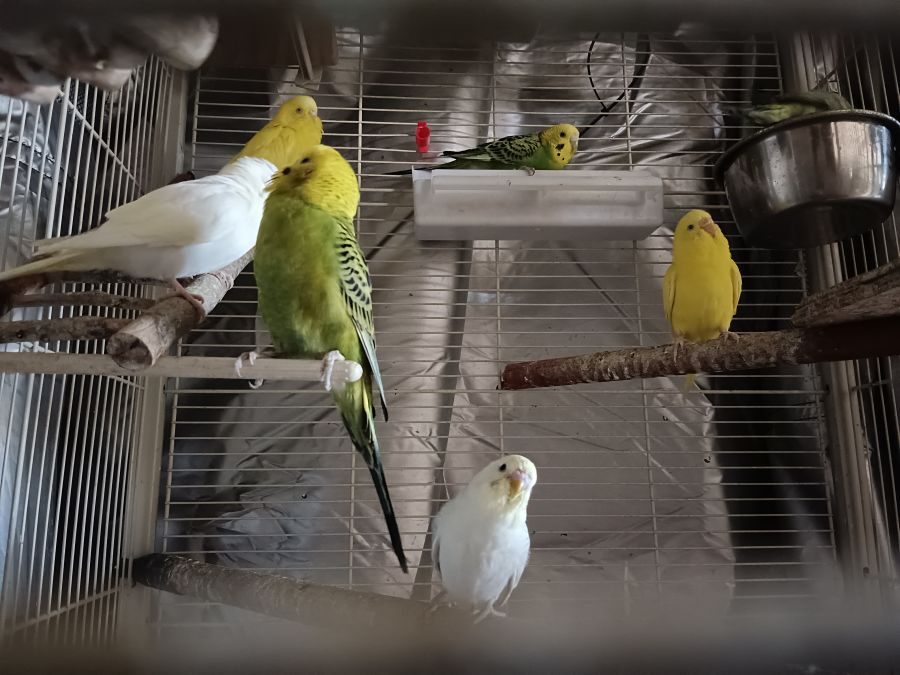 Annonce d’Adoption : Duo de Perruches Ondulées