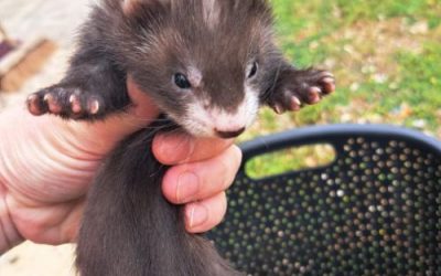 Furet à l’adoption – Zizou, 1 an