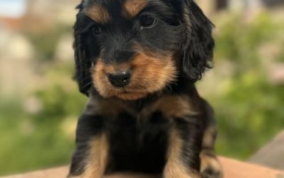 Chiens à l’adoption – Bella, 6 ans