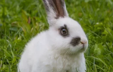 Rongeurs – Lapin Nain à l’adoption – Biscotte, 2 ans