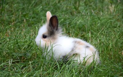Lapins Nains – Poppy, 6 mois