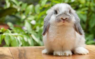 Lapin nain à l’adoption – Câline, 2 ans