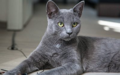 Chats adultes – Minou, 4 ans