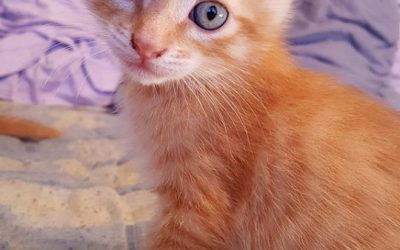 Chatons à l’adoption – Moka, 3 mois