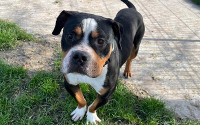 Chiens à l’adoption – Oscar, 3 ans