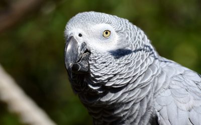 Oiseaux – Perroquet Gris du Gabon à l’adoption – Kiwi, 5 ans