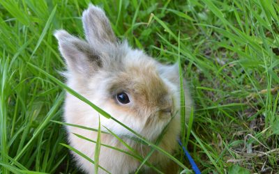 Lapins à Poil Long – Flocon, 3 ans