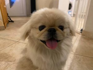 Chiens à l’adoption – Chérie, 3 ans