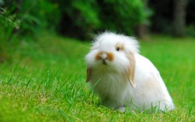 Lapins à Poil Long – Lili, 2 ans