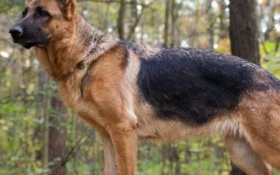 Chiens de grande taille – Rex, 3 ans