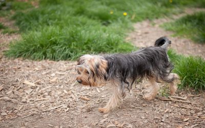 Chiens à l’adoption – Rocky, 5 ans
