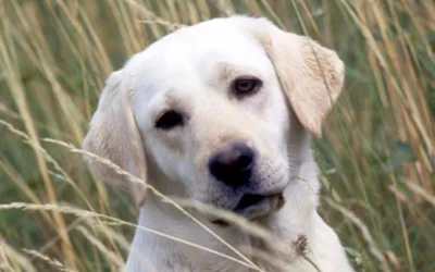 Adoption de Max