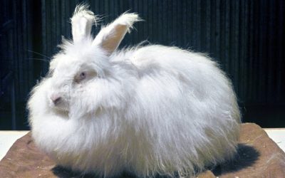 Lapins à Poil Long – Nuage, 2 ans
