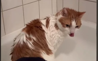 Chats Adultes à l’adoption – Luna, 4 ans